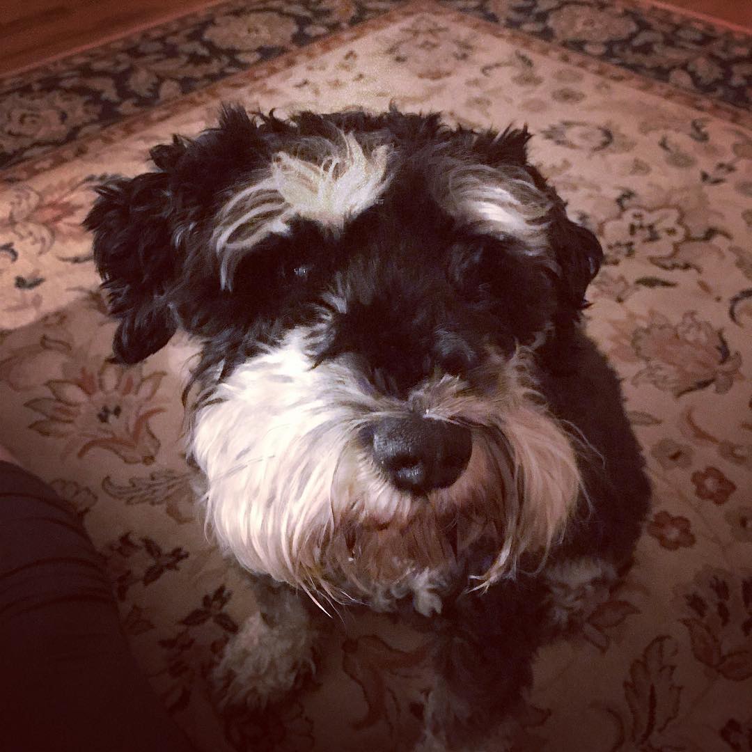 Photo of Gunther the black mini schnauzer